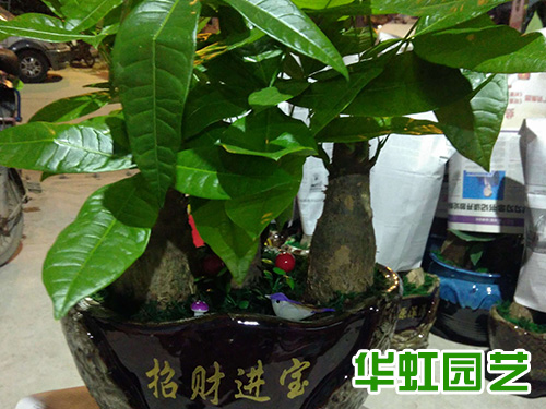 發(fā)財(cái)樹(shù)盆景
